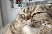 小猫为什么叫？（探秘小猫叫声的原因与意义）