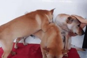 狗狗怀孕期间能摸到小狗的时候是什么时候？（狗狗怀孕周期及摸到小狗的关键节点）