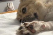 解读狗狗爪子分开的含义（探索狗狗爪子分开的行为背后的秘密）