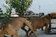 喂养比特幼犬的完全指南（以宠物为主，细致呵护你的小狗）