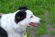 黑白是什么犬？（揭开黑白犬背后的神秘面纱）