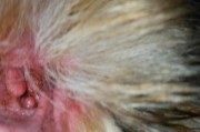 狗狗中耳炎的症状及治疗方法（了解狗狗中耳炎，保护爱宠健康）