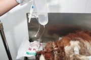 狗狗中毒急救（保护你的毛孩免受危险，紧急情况下药水的正确用法与注意事项）
