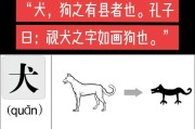 卷尾犬种（探寻卷尾犬种的特点和起源地）