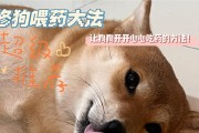 狗的嗅觉之奇（揭开狗嗅觉的神秘面纱，探索它们的敏感世界）