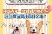 养狗指南（狗狗配对后要注意什么？关注这些要点，让它们健康快乐！）