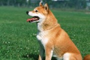 从小训练，秋田犬更听话（以宠物为主，掌握这些方法让你的秋田犬听你话）