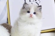 探秘蓝猫金吉拉布偶的魅力（了解这个猫奴最爱的偶像-蓝猫金吉拉布偶）