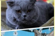 英短与美短的区别（探索英美短毛猫品种的差异与魅力）