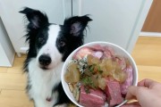 边牧50天幼犬饮食指南（营养均衡的饮食是边牧50天幼犬健康成长的关键）
