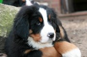 如何帮助你的伯恩山犬减肥（以宠物为主，让你的犬友更健康）