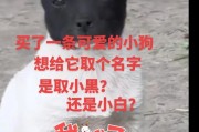 小白狗的名字与饮食习惯（探索小白狗的名字传统与营养需求）