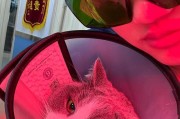 猫耳朵血肿的处理方法与预防措施（详解猫耳朵血肿的压力处理及预防）