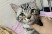 美国短毛猫的眼睛之色彩奇观（探索美国短毛猫眼睛的多样色彩）