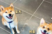 柯基犬市场价格调查（了解柯基犬价格走势，为你的新宠做准备）