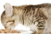 小猫屎为什么臭？（揭开小猫屎臭味的秘密，了解背后的原因！）