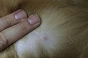 狗狗皮肤上出现小肉球的原因及处理方法（狗狗皮肤小肉球的类型及常见原因）