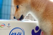 狗狗补钙的最佳食物选择（以狗狗生产玩吃什么补钙效果好）