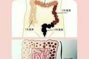 如何正确给腊肠犬洗澡？（宠物护理指南，让你的腊肠健康洁净！）