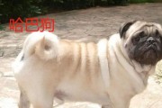 犬类品种大全——探索狗狗世界的多样性（了解不同品种的狗狗，发现它们的特点与魅力）