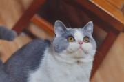 英国短毛猫的寿命（探究英国短毛猫的健康与寿命，了解如何延长它们的生命）