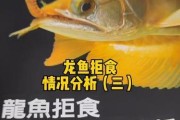 金龙鱼的饲养方法详解（从品种选择到饲养技巧，让你轻松养出健康可爱的金龙鱼）