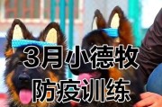 提升德牧看家能力的训练方法（打造强悍德牧守护家园的秘籍）