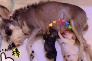 狗狗生宝宝的准备工作（了解繁殖过程，为狗狗健康生宝宝打下基础）