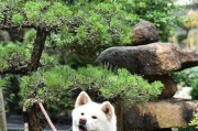秋田犬的成年时期（探索秋田犬成熟的关键时刻）