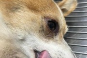 以狗为主题的抛妇产现象（揭露狗抛妇产的现实问题与解决措施）