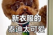 宠物泰迪的脸部清洁频率探究（泰迪脸部清洁的最佳时间和方法，）