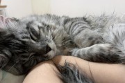 猫为什么会舒服了打呼噜？（探索猫咪打呼噜的原因及好处）