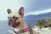 法斗犬适合食用的水果有哪些？（法斗犬营养需求与水果选择）
