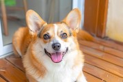 哪些狗狗最温顺听话？（探寻性格温和、乖巧的狗狗品种）
