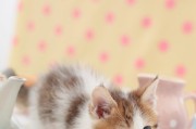 小猫饮食指南（为您解答小猫的食物选择难题，）
