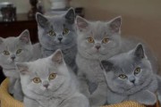 盘点身价最贵的猫咪（探秘世界上身价可达3000美元的稀有猫咪品种）