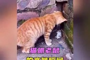 为何猫喜欢抓老鼠？（揭秘猫抓老鼠的动机及其关键原因）