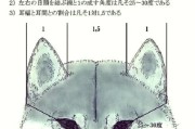 柴犬的成年期与发育时间（了解柴犬成长的关键阶段及其发育特点）