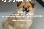 京巴犬的饲养方法（如何给京巴犬提供最佳的生活环境和照顾？）