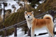 如何科学养护秋田犬夏季生活？（宠物保健、饲养技巧、夏季生活、犬主必备）