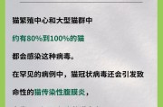猫和人的病毒传播（保护您和您的宠物免受病毒感染的重要知识）