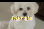 如何让比熊幼犬快速认住主人？（通过以下几点培养亲密关系，让比熊幼犬认主）