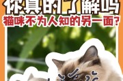 春季猫咪饮食指南（1-3月的品种猫应该如何科学饮食）