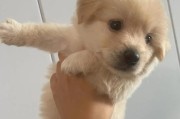 探究金毛犬血统的重要性（以何种血统的金毛犬为您的最佳选择？）