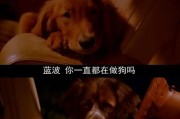 狗星影坛（人类最好的朋友在银幕上绽放光芒）