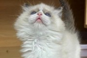 最美丽的猫——波斯猫（探索波斯猫的迷人之处）