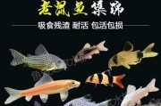 以老鼠鱼为主题的养殖与饲养知识（探索老鼠鱼的养殖技巧及适宜配套养物）