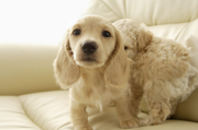 什么是犬瘟？犬瘟：狗狗最可怕的敌人！