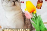 拯救宠物猫咪（用这些简单方法为你的猫咪带来快速的缓解和舒适）
