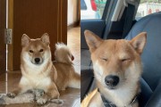 狗狗换毛（了解狗狗换毛的周期和适当护理，让它们拥有健康美丽的毛发）